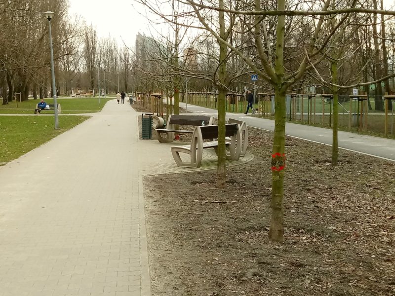 Park Rataje w Poznaniu chore drzewa