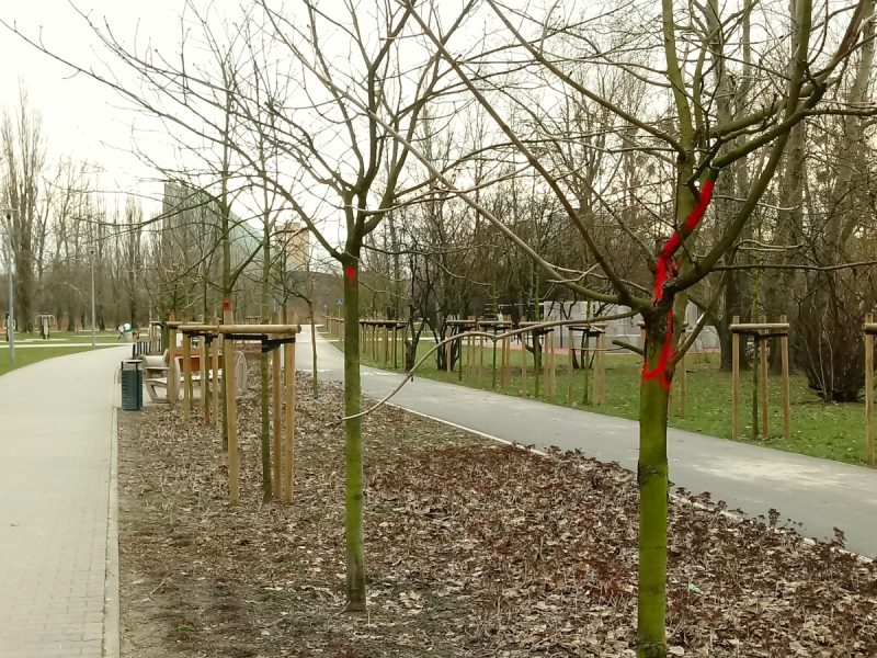 Park Rataje w Poznaniu odpadanie kory